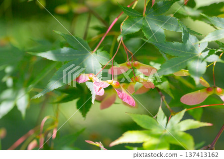 Japanese maple leaves. Palmate maple young bright green foliage in the spring garden. Smooth Japanese maple plant branches. Acer palmatum ornamental tree 137413162