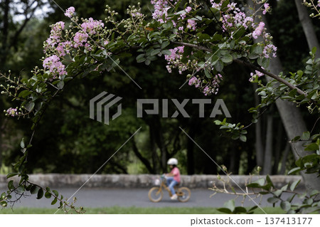 A girl cycling in a park in early autumn when crape myrtle flowers bloom 137413177