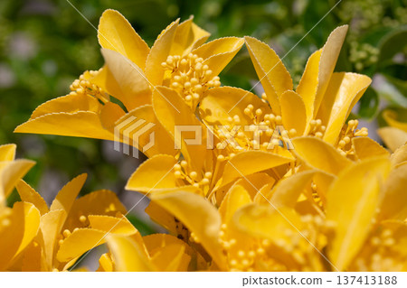 Beautiful euonymus fortunei in sunny April. Bright yellow leaves with buds on a bush in close-up. Natural golden background. Beautiful euonymus fortunei in sunny April. Bright yellow leaves with buds on a bush in close-up. Natural golden background. 137413188