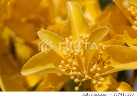 Beautiful euonymus fortunei in sunny April. Bright yellow leaves with buds on a bush in close-up. Natural golden background. Beautiful euonymus fortunei in sunny April. Bright yellow leaves with buds on a bush in close-up. Natural golden background. 137413190
