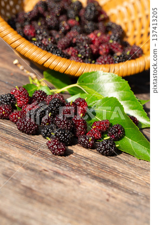Black mulberry and red mulberry in a basket, close-up. Organic fresh berries. sweet blackberries Black mulberry and red mulberry in a basket, close-up. Organic fresh berries. sweet blackberries 137413205