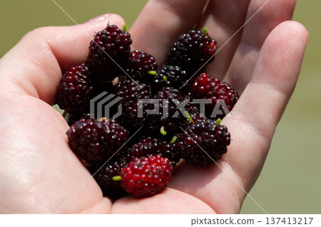Ripe black mulberry fruit in the hand Ripe black mulberry fruit in the hand 137413217