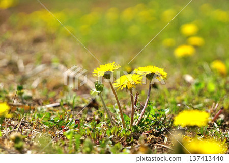 Dandelion Dandelion 137413440