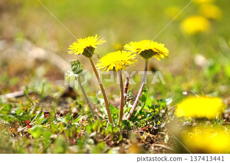 Dandelion Dandelion 137413441