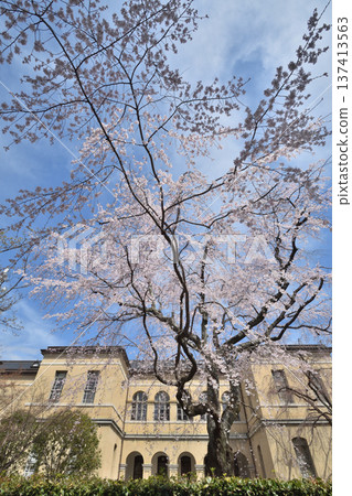 Old main building of Kyoto Prefectural Government, cherry blossoms in full bloom 137413563