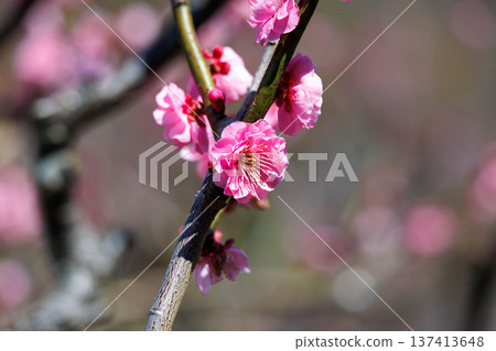 Plum blossoms telling the spring 137413648