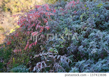 Kusa-momiji (Japanese maple) covered with morning frost 137413696