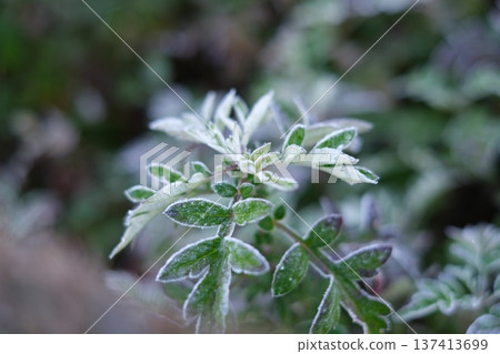 Grass leaves stained with morning frost Grass leaves stained with morning frost 137413699