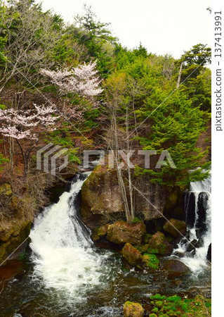 Ryuzu Falls and mountain cherry blossoms in spring (Oku-Nikko, Tochigi Prefecture) 1 Ryuzu Falls and mountain cherry blossoms in spring (Oku-Nikko, Tochigi Prefecture) 1 137413991