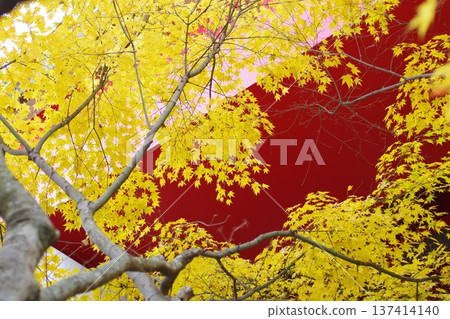 Maple scenery at Nukui Dam in Akiota Town Maple scenery at Nukui Dam in Akiota Town 137414140