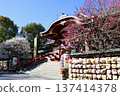 Praying for success in exams, with red plum blossoms in full bloom along the approach to the shrine 137414378