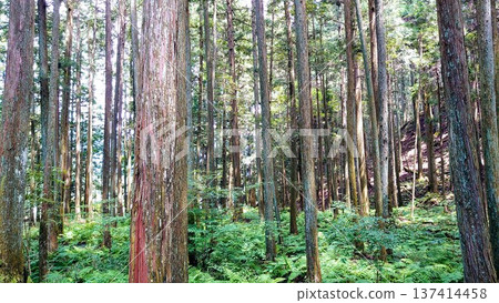 manicured forest 137414458