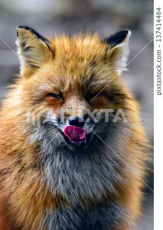 Portrait of a winter fox facing forward with its tongue out, February 2024, Shiroishi City, Japan Portrait of a winter fox facing forward with its tongue out, February 2024, Shiroishi City, Japan 137414464