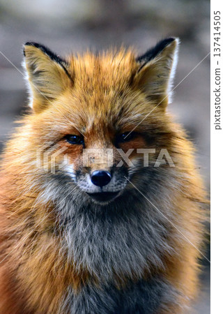 A fluffy fox in winter fur staring straight at the camera. February 2024, Shiroishi City, Japan A fluffy fox in winter fur staring straight at the camera. February 2024, Shiroishi City, Japan 137414505