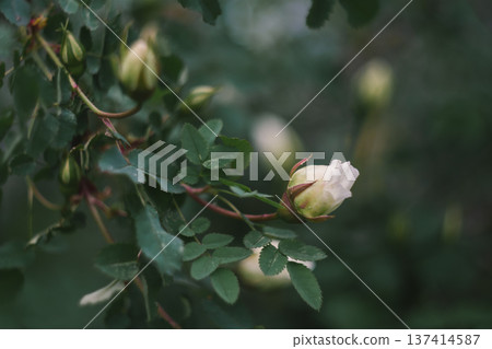 flower, rose, blossom 137414587
