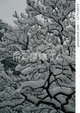 梅花和雪景 梅花和雪景 137414875