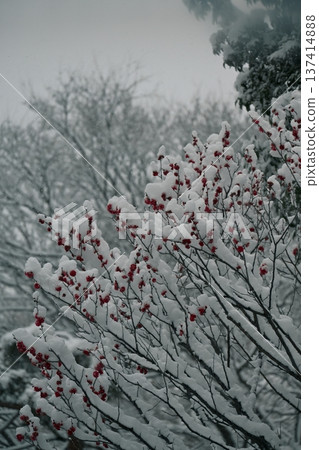 Plum blossom and snow scene Plum blossom and snow scene 137414888
