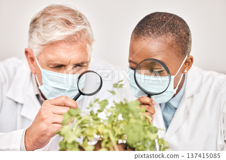 Plants, research or scientists with magnifying glass for growth or experiment in a laboratory. Leaf data, attention or science team with magnifier for agriculture development and ecology with a test Plants, research or scientists with magnifying glass for growth or experiment in a laboratory. Leaf data, attention or science team with magnifier for agriculture development and ecology with a test 137415085