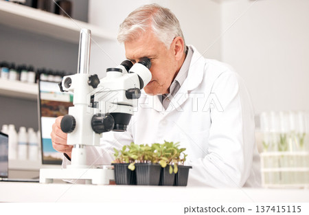 Man, science and microscope in laboratory for plants research, agriculture analysis and growth or sustainability test. Senior scientist or doctor with biotechnology, food security and eco results Man, science and microscope in laboratory for plants research, agriculture analysis and growth or sustainability test. Senior scientist or doctor with biotechnology, food security and eco results 137415115