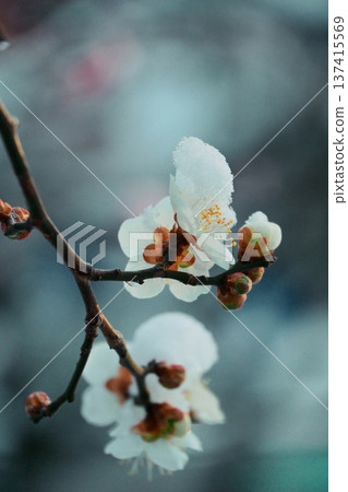 雪景中的梅花 雪景中的梅花 137415569