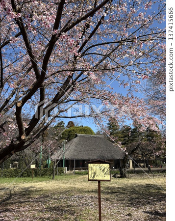Cherry blossoms and old houses Cherry blossoms and old houses 137415666
