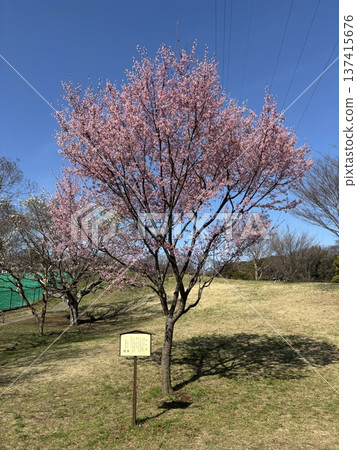 Okame Sakura and Hill Okame Sakura and Hill 137415676