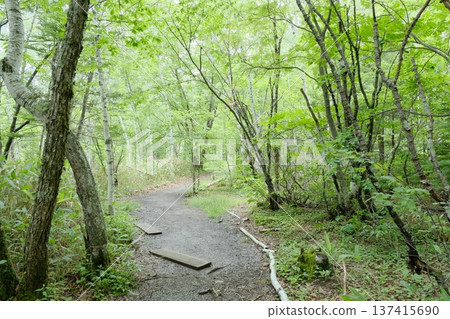 A quiet forest path surrounded by fresh greenery, a landscape of soft light A quiet forest path surrounded by fresh greenery, a landscape of soft light 137415690