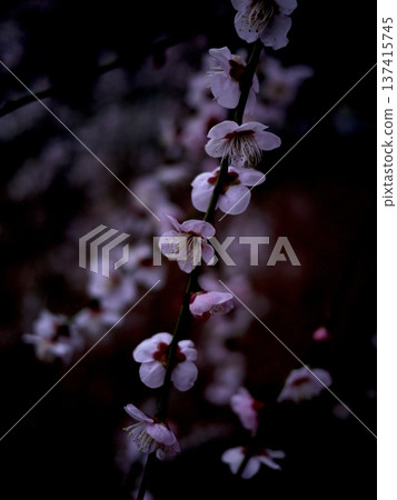 日落後的梅花 日落後的梅花 137415745