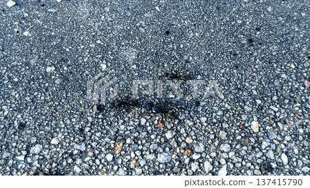 瀝青路上的螞蟻 瀝青路上的螞蟻 137415790