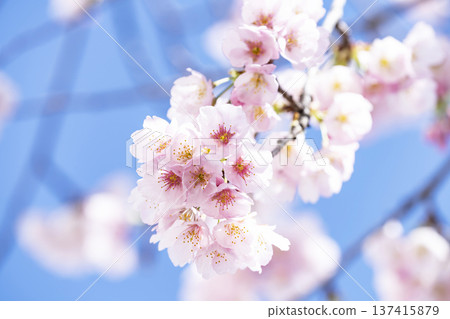 在藍天的櫻花後面 在藍天的櫻花後面 137415879