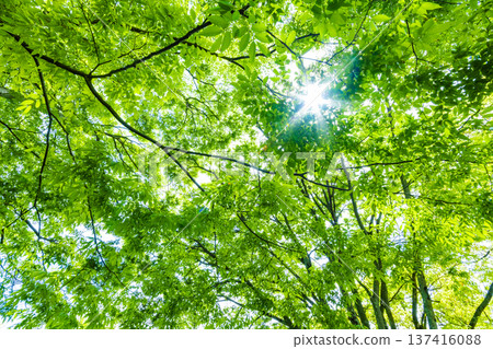 Fresh green trees and sunbeams 137416088