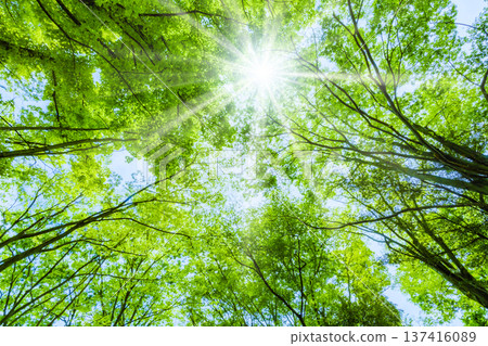 Fresh green trees and sunbeams 137416089