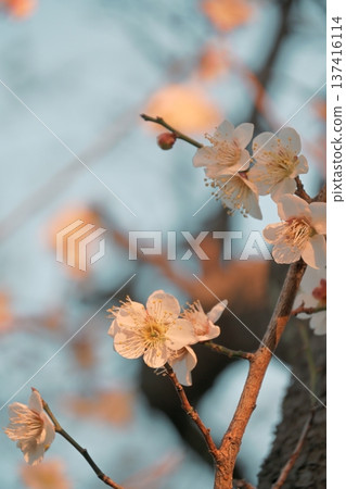 陽光下的梅花 陽光下的梅花 137416114