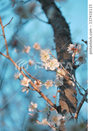 陽光下的梅花 陽光下的梅花 137416115