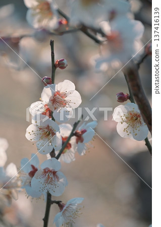 陽光下的梅花 137416139
