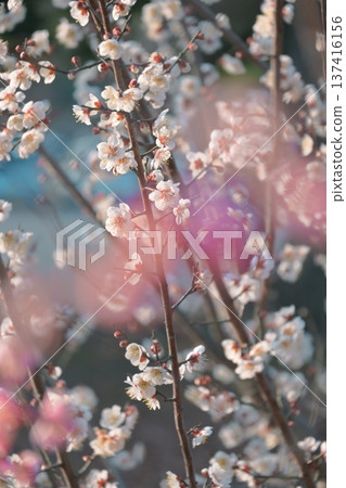 陽光下的梅花 陽光下的梅花 137416156