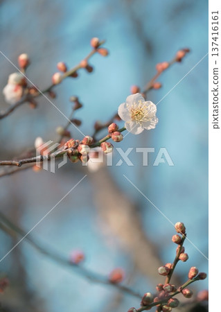 陽光下的梅花 137416161