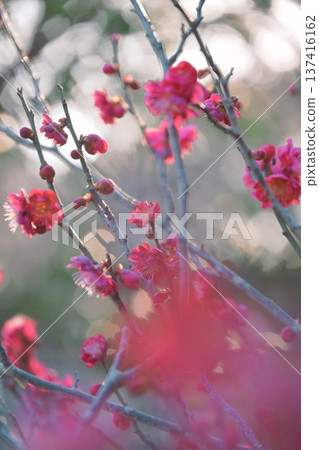 Plum blossoms in the sunlight 137416162