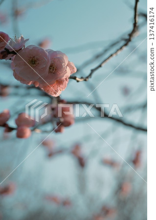 陽光下的梅花 陽光下的梅花 137416174