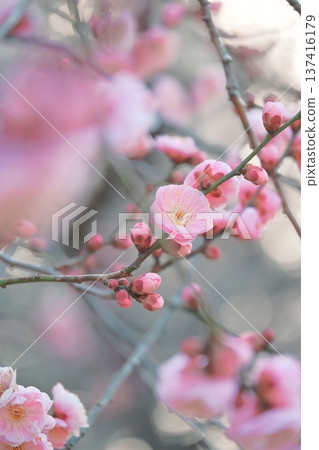 陽光下的梅花 137416179