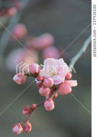 陽光下的梅花 137416180
