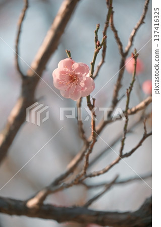 陽光下的梅花 陽光下的梅花 137416325