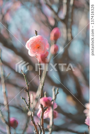 陽光下的梅花 137416326
