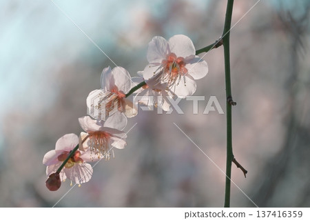 Plum blossoms in the sunlight Plum blossoms in the sunlight 137416359