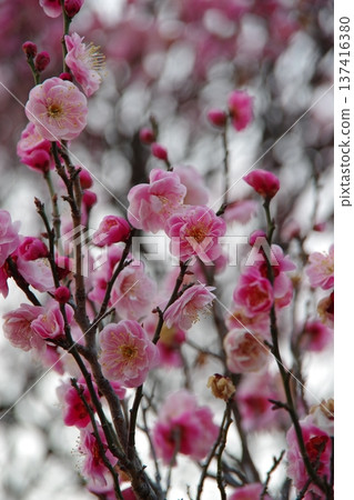 陽光下的梅花 陽光下的梅花 137416380