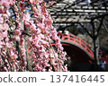 Red arched bridge and weeping plum blossoms in full bloom 137416445