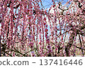 Weeping plum blossoms in full bloom against the blue sky 137416446