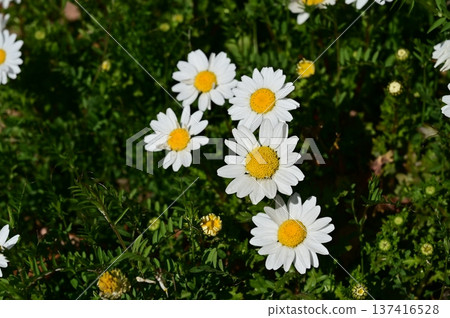 北極（菊科）牛眼菊 137416528