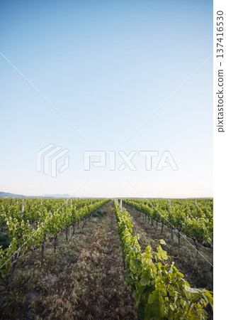 Agriculture, vineyard and plants, sustainability and countryside, environment and blue sky with mockup space. Green, leaves and crops with soil, land and eco friendly agro business, growth and nature Agriculture, vineyard and plants, sustainability and countryside, environment and blue sky with mockup space. Green, leaves and crops with soil, land and eco friendly agro business, growth and nature 137416530