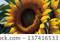 Sunflower flower 137416533